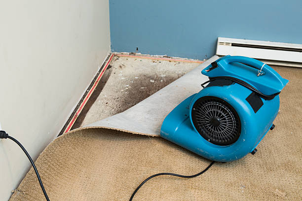Best Water damage mitigation services  in Munhall, PA